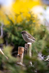 sitting sparrow