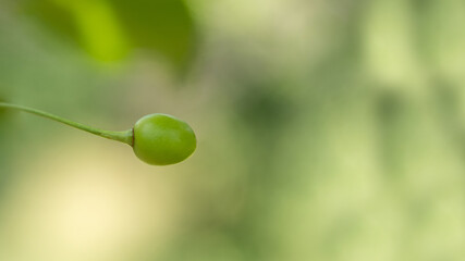 Fresh young Cherry fruit on the green blurred background with copy space. Prunus cerasus.