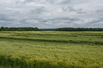 Obraz premium field after storm