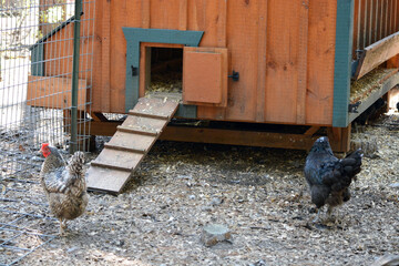 Backyard chicken coop