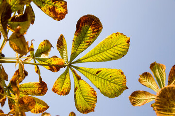 chestnut with drying out foliage
