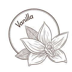 Vintage Style Vanilla Flower Logo and Emblem Template. Linear Style Food Logo, Emblem, Label. Engraved Isolated Vector Illustration