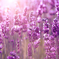 Selective focus Lavender flowers at sunset rays, Blooming Violet fragrant lavender flower summer landscape. Growing Lavender, harvest, perfume ingredient, aromatherapy. Lavender field lit by sunlight