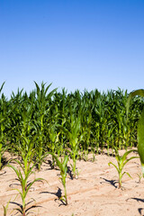 rows of green corn in Sunny weather