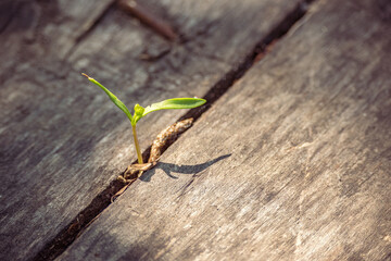 Small tree sprout growing from wooden planks. Subtle fresh green leaves cast shadows on the floor. Struggle for life, renewal cycles, new life concept, outdoor.