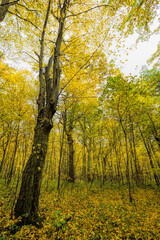 yellow autumn foliage