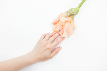 The girl's hand touches the pink gladiolus flower gently on white background. Female libido concept...