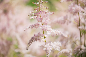 Summer flowers in a garden. Astilbe flowers