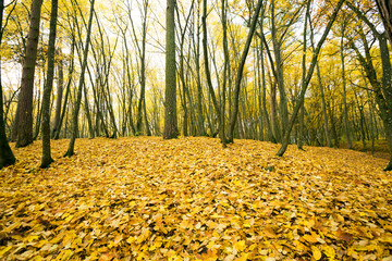 Obraz premium dull weather in the autumn season