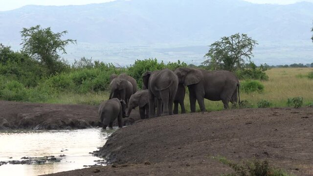 African elephant (Loxodonta africana), Queen Elizabeth National Park, Uganda