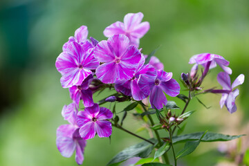 Blooming flowers of phlox on green background