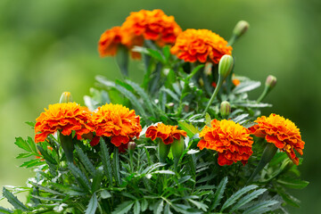 marigold flowers in a garden