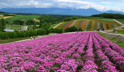 夏の北海道の美瑛の花畑、北海道、パッチワークの丘、美瑛の夏の風景、日本