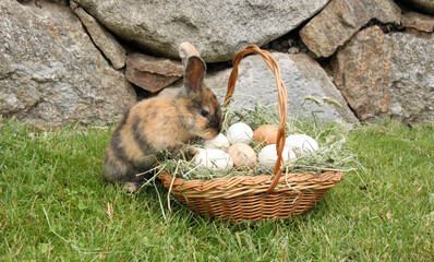 brown easter bunny sniffs a basket full of easter eggs