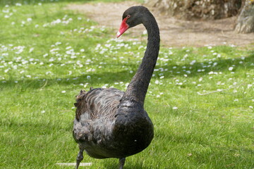 Obraz premium black swan on the grass