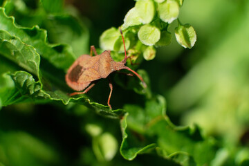 Chlorochroa pinicola is a European species of shield bug in the tribe Nezarini.