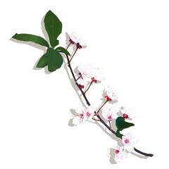 Cherry blossoms and branches and leave. vector illustration, no background, isolated, graphic, flower, botanical	