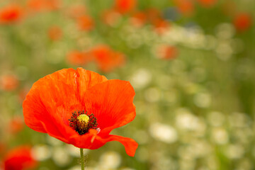A poppy blooms on the field. A bright colorful flower blooms in the field.