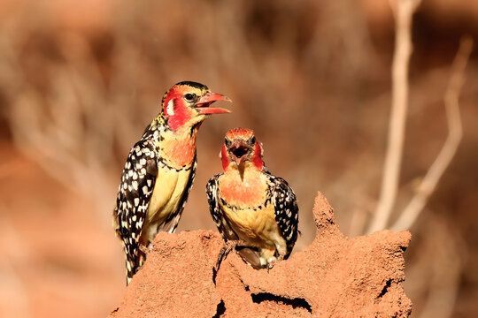 Barbican à tête rouge trachyphonus erythrocephalus oiseau rouge et jaune afrique samburu kenya