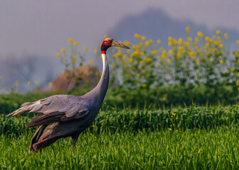 A sarus crane preparing for take off.