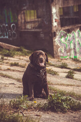 labrador retriever