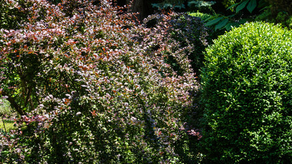 Beautiful purple foliage on curved branches of barberry. Berberis thunbergii Atropurpurea bush against blurred background of boxwood foliage and evergreens. Selective focus. Nature concept for design.