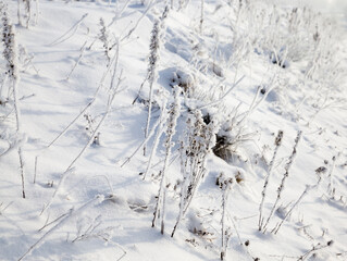 snow and ice covered grass