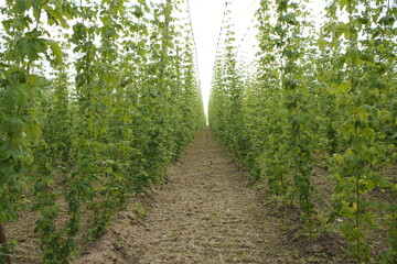 Humulus lupulus, the common hop or hops, is a species of flowering plant in the hemp family Cannabaceae, native to Europe, western Asia and North America. Bavaria, Germany.