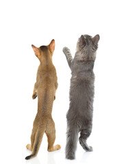 Young abyssinian kitten and adult cat look up together on empty space in back view. Isolated on white background