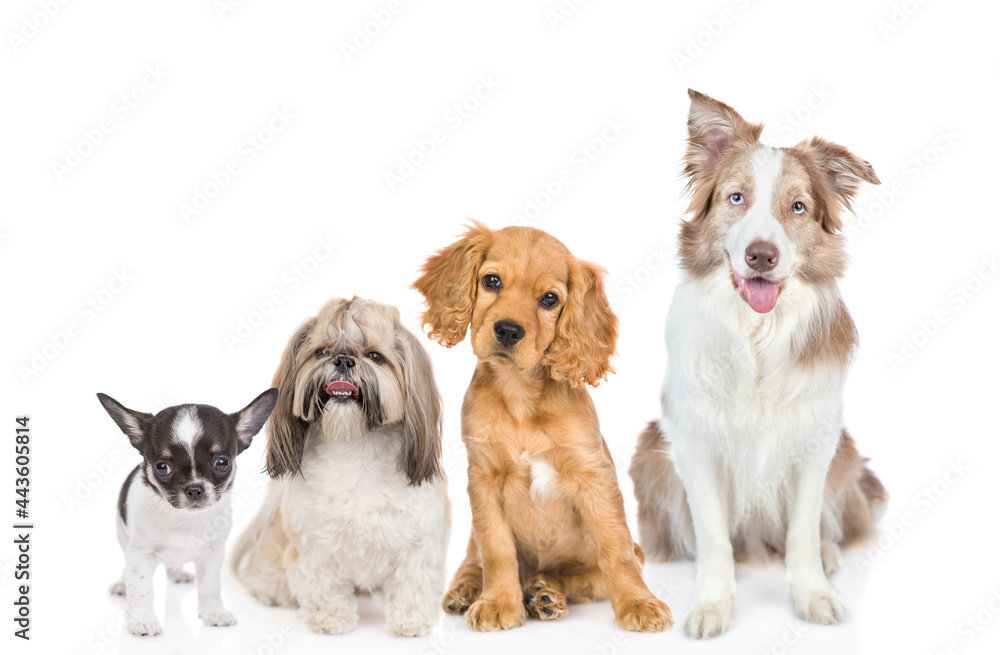 Aufkleber group of puppies of different breeds sitting in front view together. isolated on white background