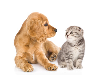 English cocker spaniel puppy dog and kitten look at each other. isolated on white background