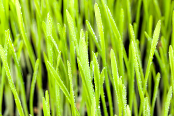 Fototapeta na wymiar real organic green rye