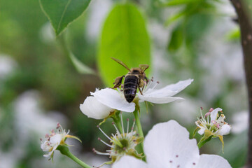 the onset of spring, flowers bloom, the first flights of insects and the beginning of the collection of flower pollen.