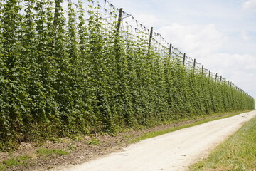 Humulus lupulus, the common hop or hops, is a species of flowering plant in the hemp family...