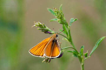 Thymelicus sylvestris sit on the grass, summer and spring scene. 
Small skipper orange butterfly