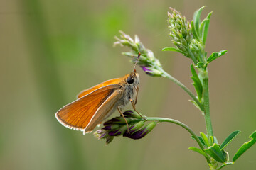 Thymelicus sylvestris sit on the grass, summer and spring scene. 
Small skipper orange butterfly