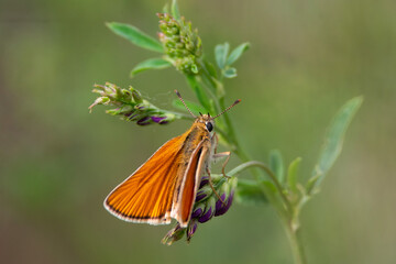 Thymelicus sylvestris sit on the grass, summer and spring scene. 
Small skipper orange butterfly