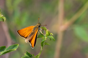 Thymelicus sylvestris sit on the grass, summer and spring scene. 
Small skipper orange butterfly
