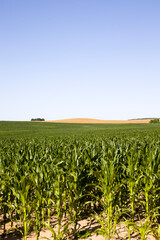 green corn grown by technology