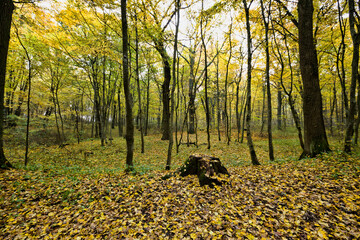 yellow autumn foliage
