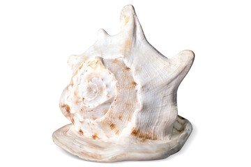 Fototapeta na wymiar A white big spotted sea shell on white background, isolated.