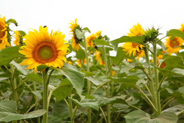 Field of sunflower. Top view. Summer background