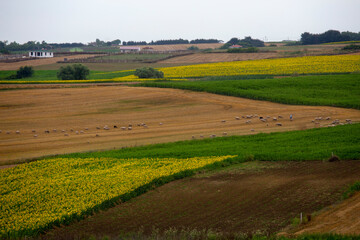 Fototapeta na wymiar small head livestock (sheep) and sunflower planted fields