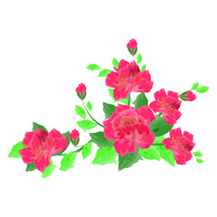 Fototapeta premium Watercolor Botanical Rose flower illustration