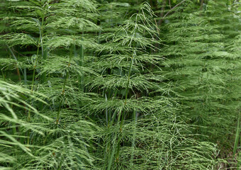 Horsetail (Equisetum arvense) on a summer day. close-up with selective focus. Horsetail texture. Mysterious plant. Abstraction in nature. Wild meadow plant on a dark background. 