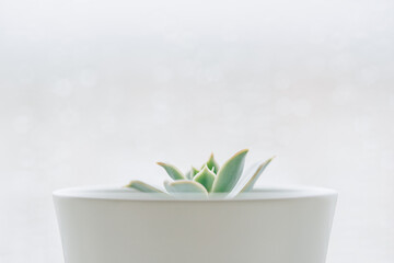 Succulent in white pot on the windowsill.