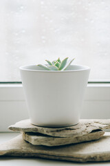 Succulent in white pot on the windowsill.