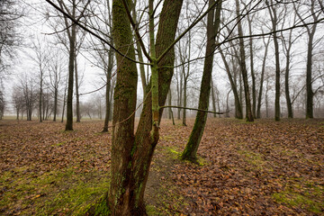 dreary autumn forest