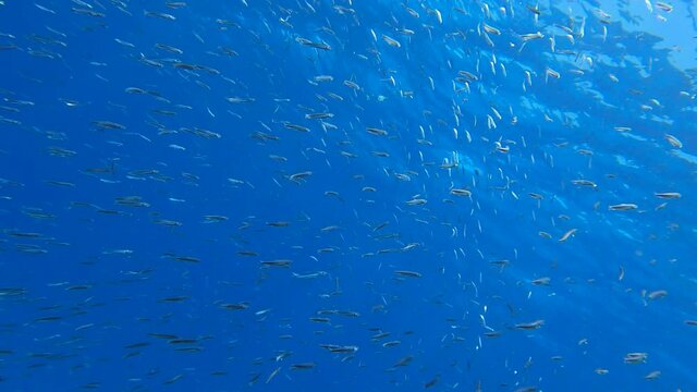 Massive school of small fish swims under surface in the blue water in morning sunlights. Silver-stripe round herring, slender sprat, or Kibinago minnow (Spratelloides gracilis). Slow motion
