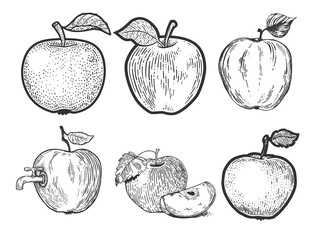 Apple fruit set line art sketch engraving vector illustration. T-shirt apparel print design. Scratch board imitation. Black and white hand drawn image.